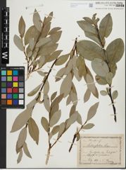 Foto von Salix glabra Scop.